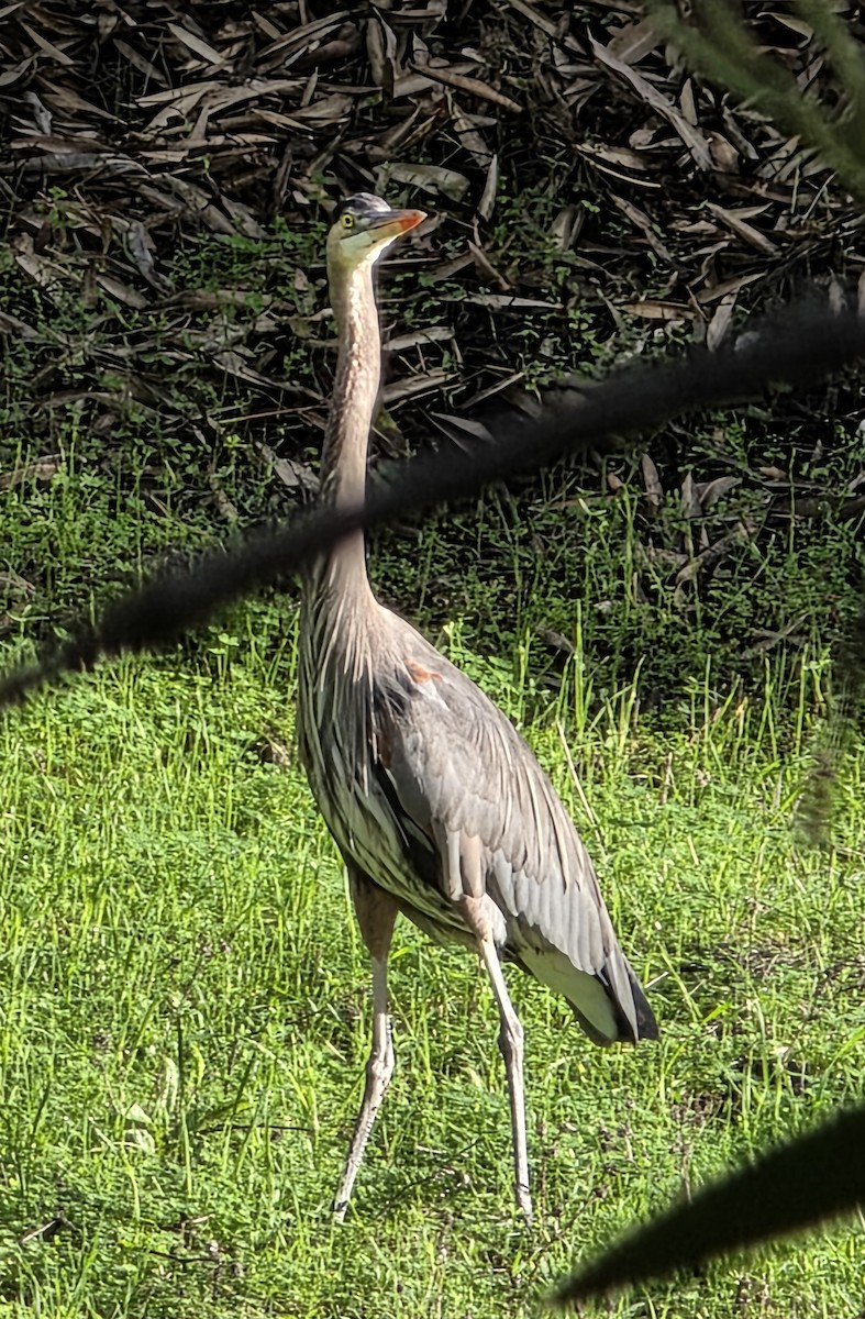 Great Blue Heron - ML645631830