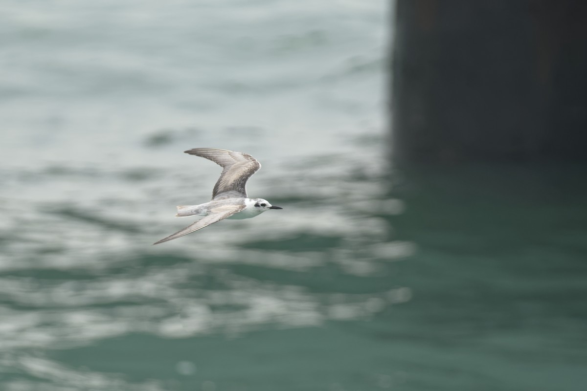 White-winged Tern - ML645631832