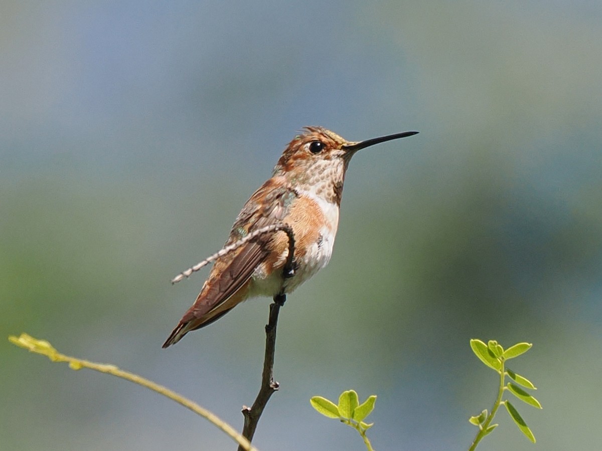 Rufous Hummingbird - ML645631846