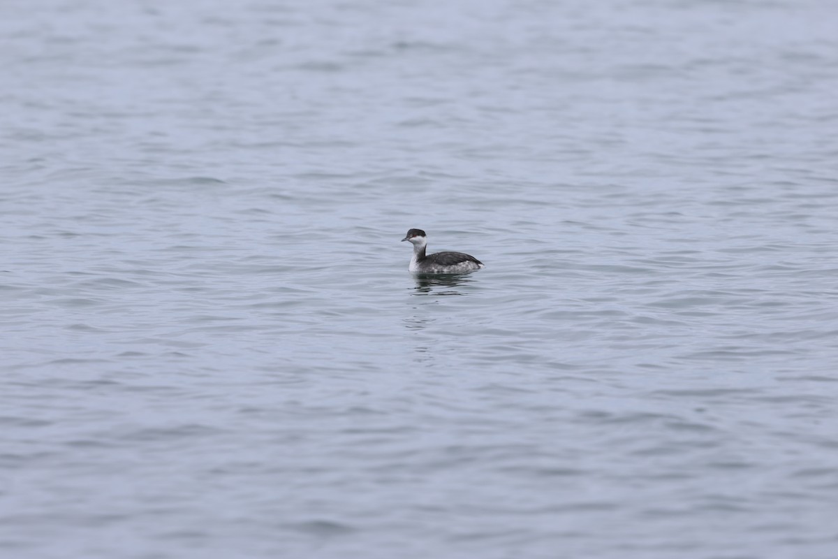 Красношейная поганка - ML645631889