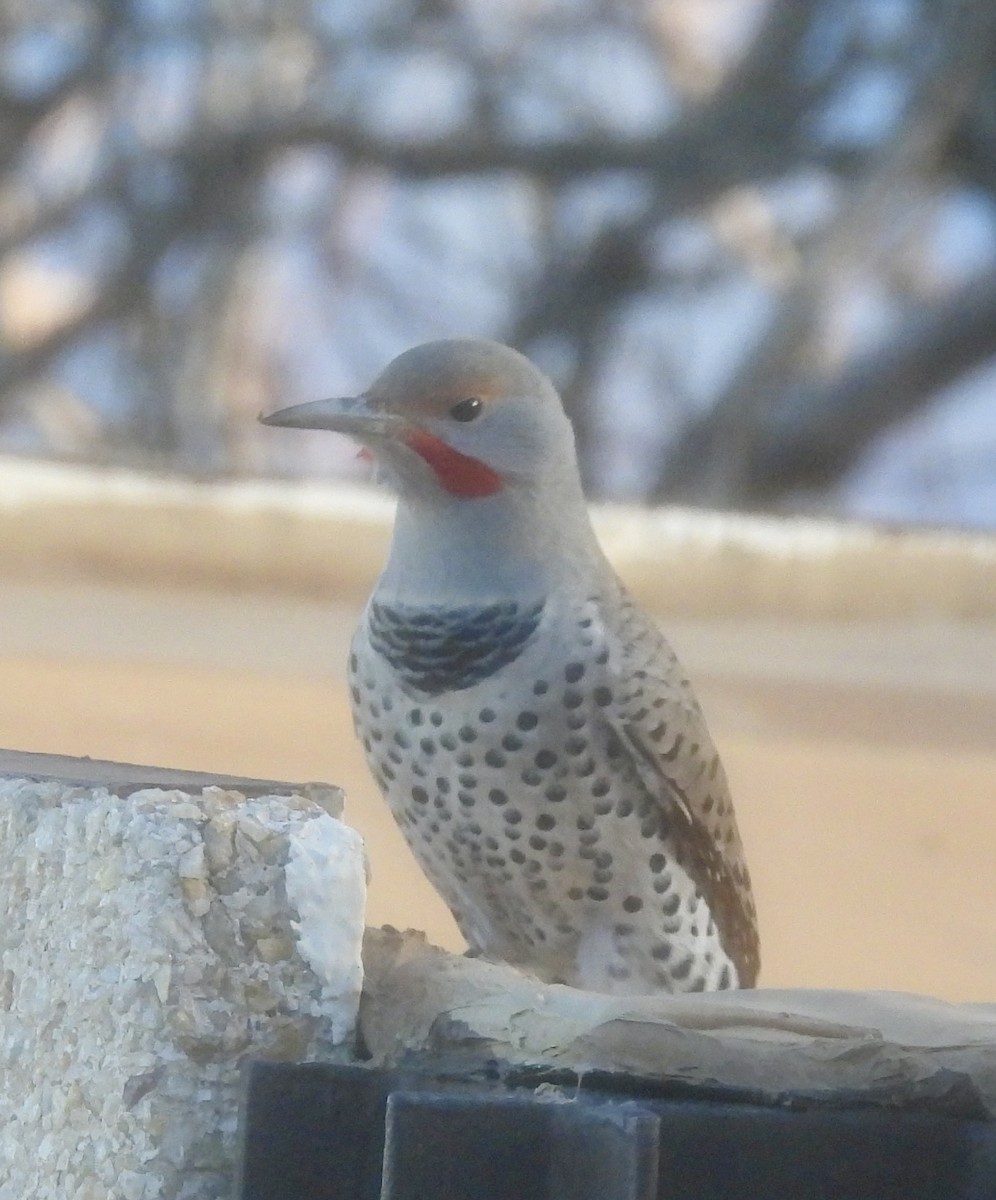 Northern Flicker - ML645631903