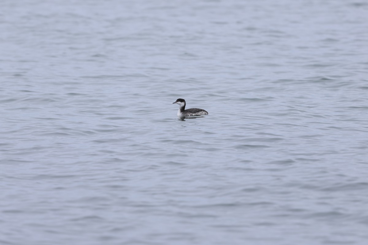 Красношейная поганка - ML645631904