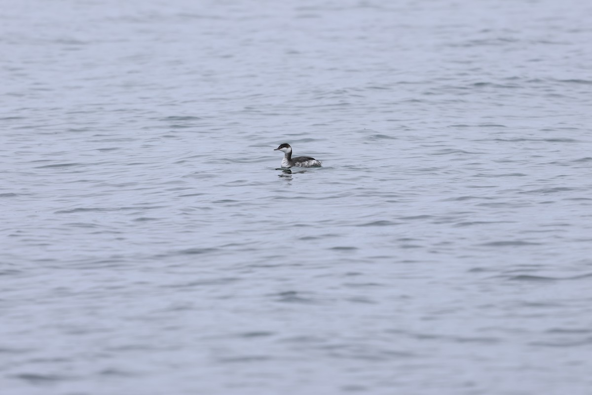 Красношейная поганка - ML645631907