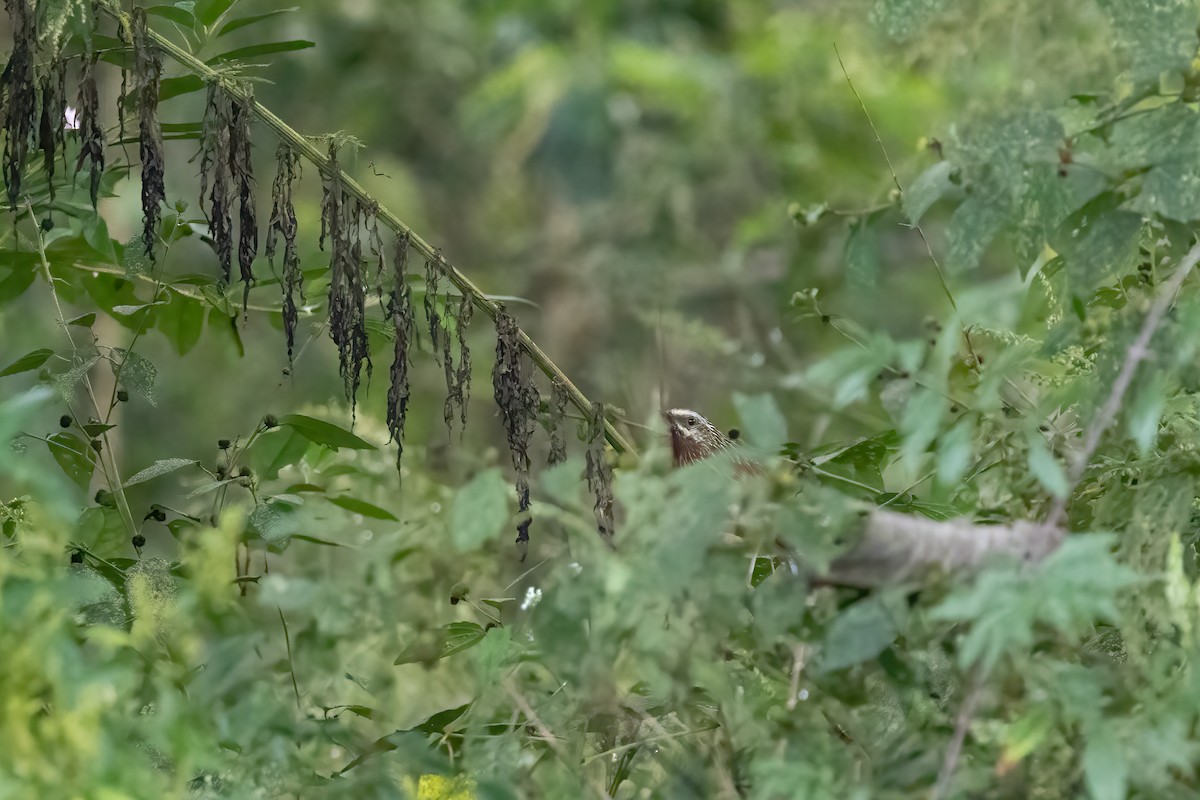 Striped Laughingthrush - ML645631916
