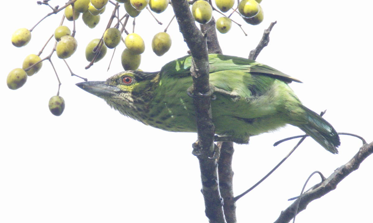 Green-eared Barbet - ML645631917