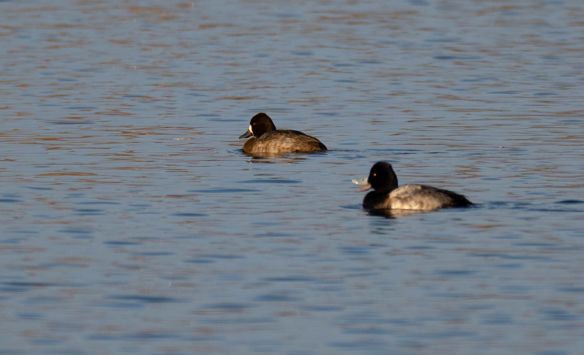 Lesser Scaup - ML645631918