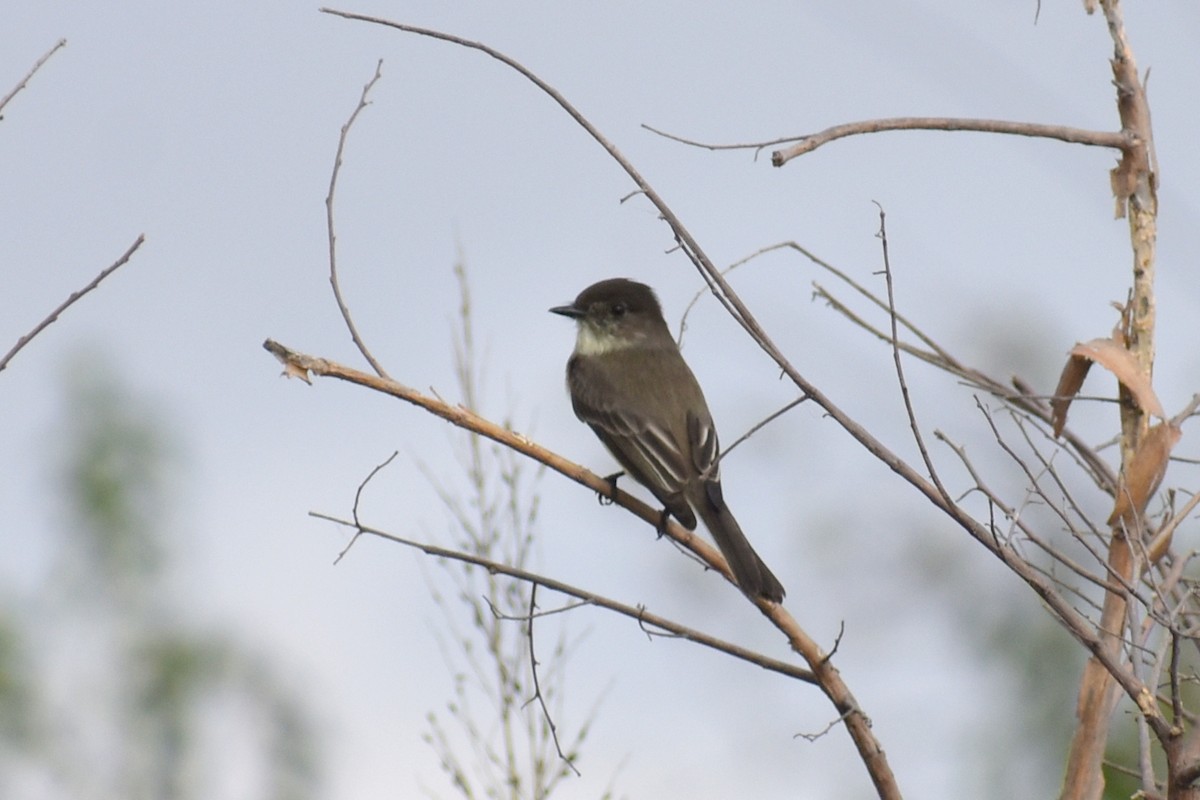 Weißbauch-Phoebetyrann - ML645631922