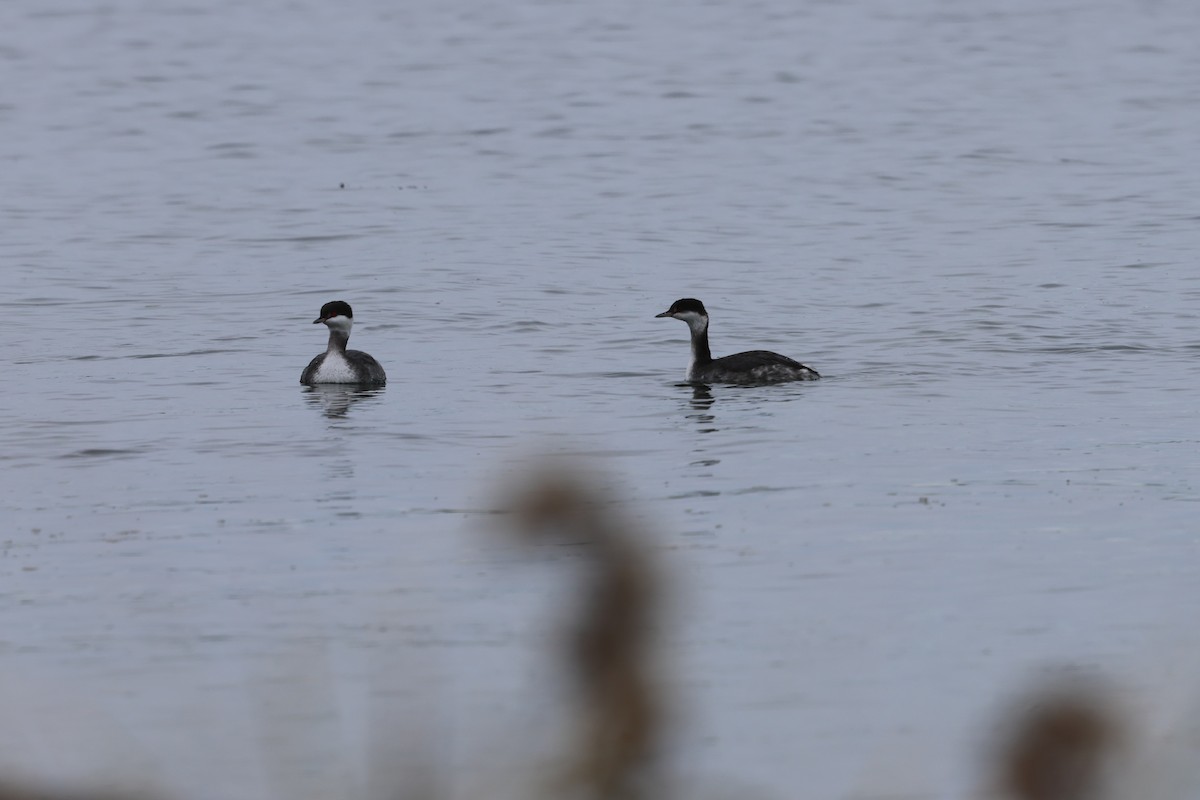 Красношейная поганка - ML645631924