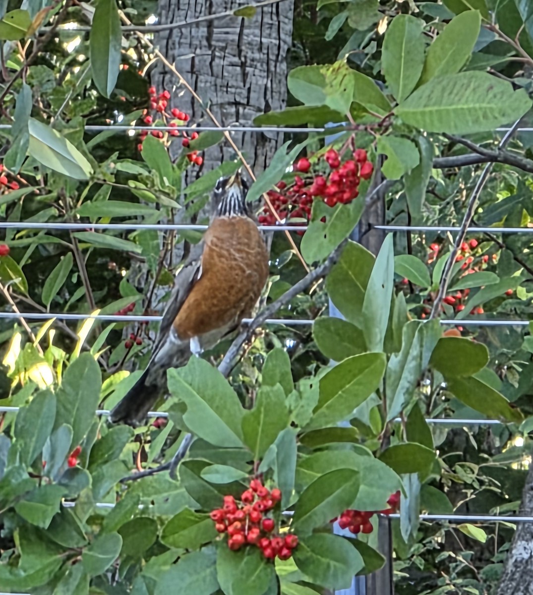 American Robin - ML645631928