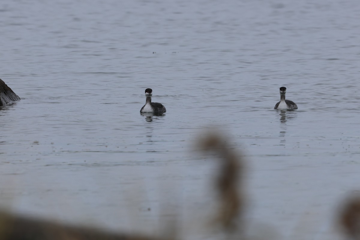 Красношейная поганка - ML645631929