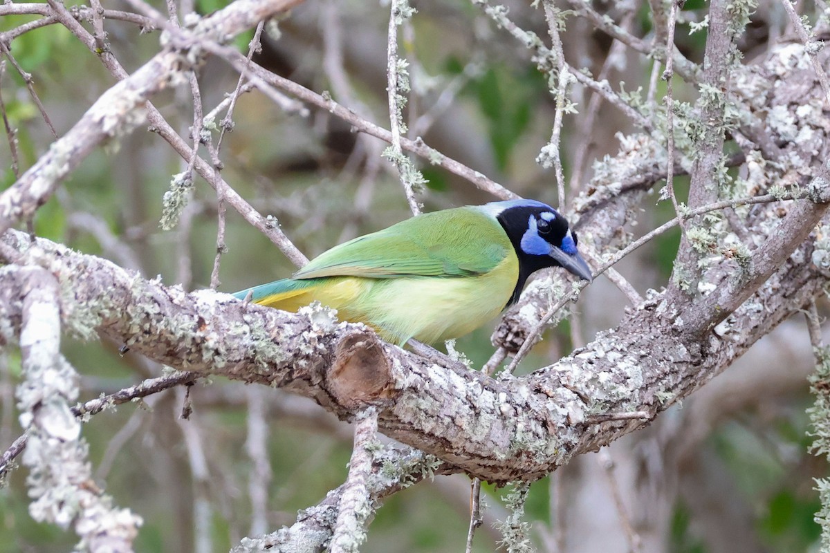 sojka zelenavá [skupina luxuosus] - ML645631935