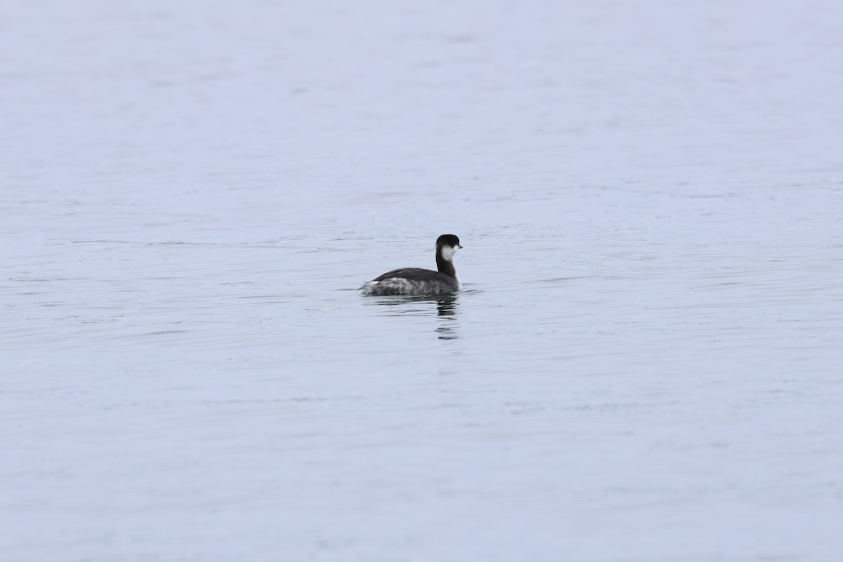 Красношейная поганка - ML645631937