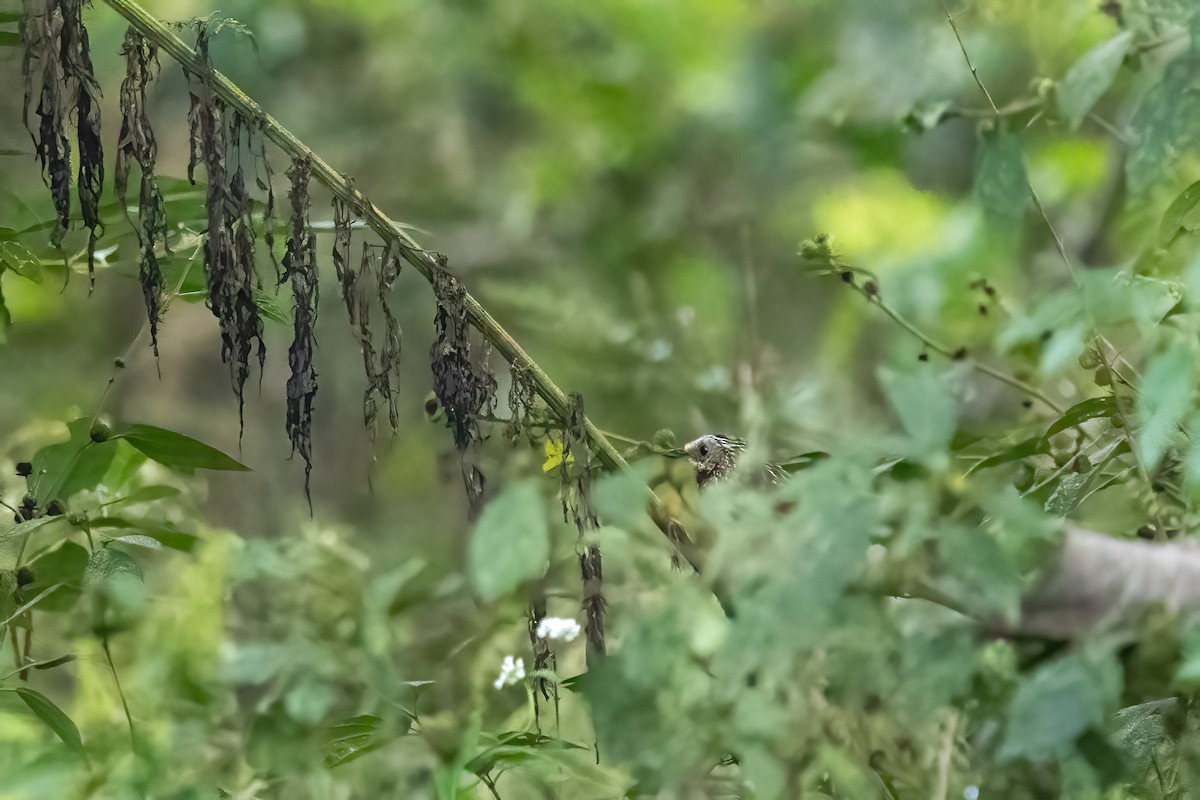 Striped Laughingthrush - ML645631950