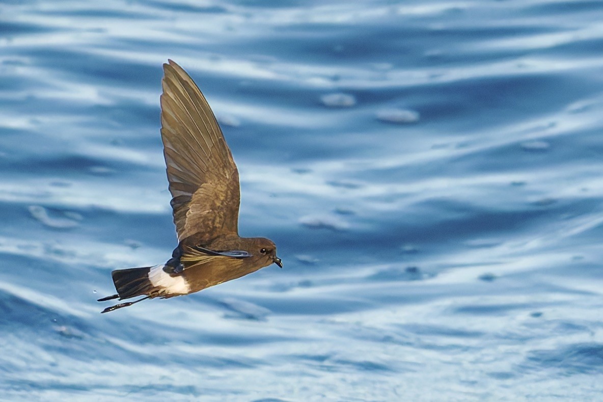 Elliot's Storm-Petrel - ML645631975