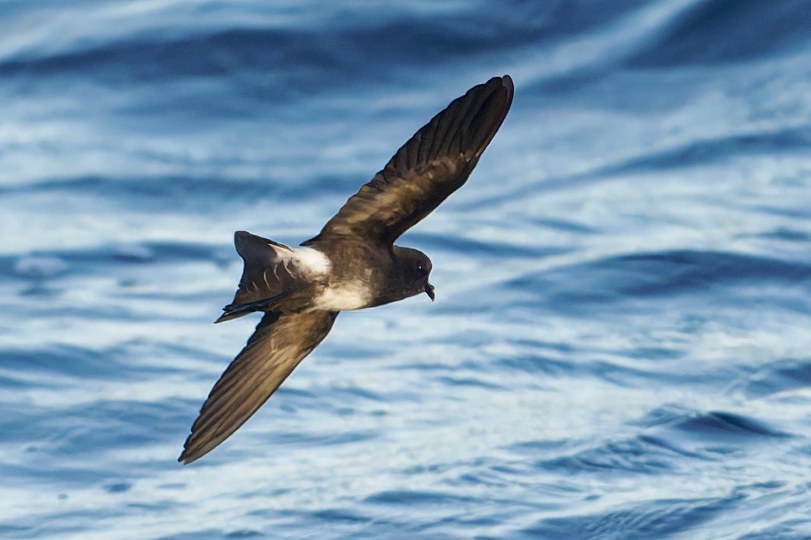 Elliot's Storm-Petrel - ML645631981