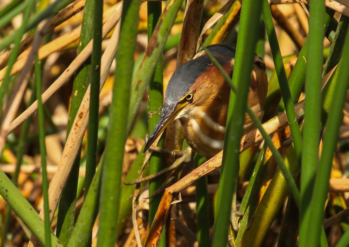 Petit Blongios - ML645632012