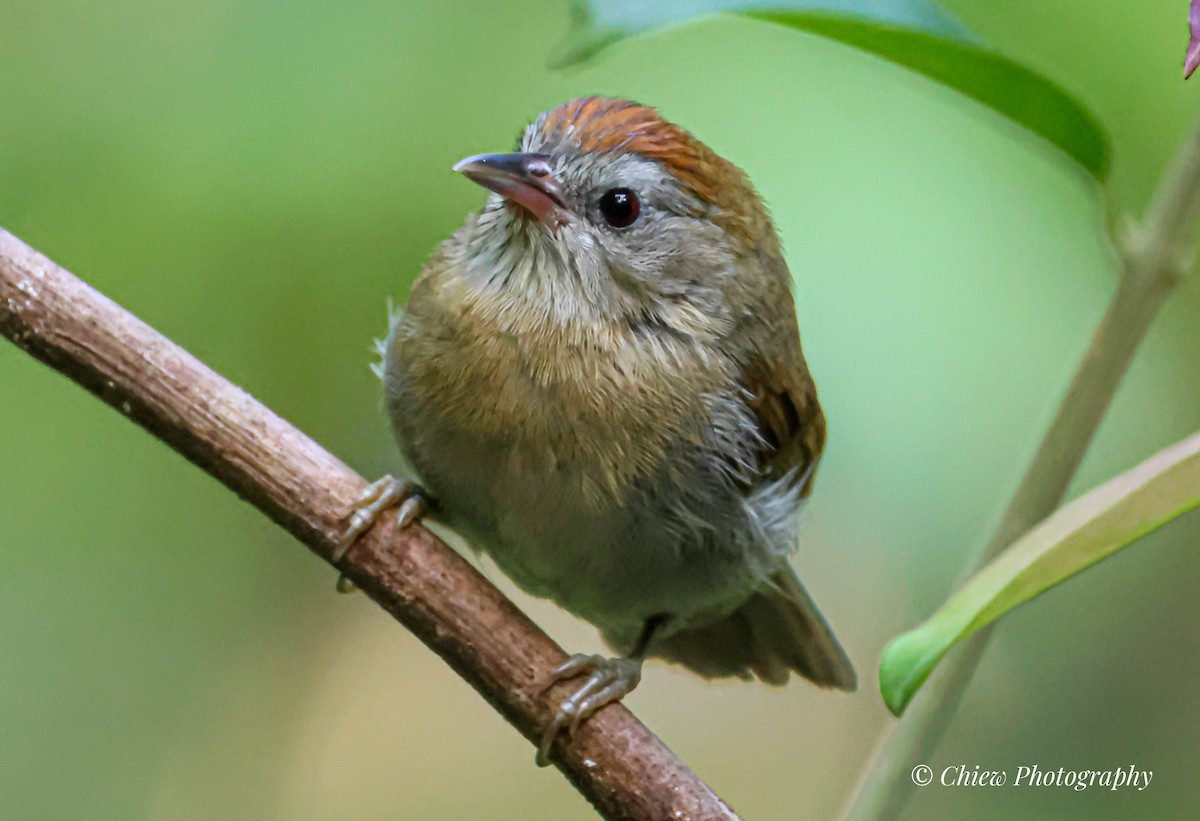 rustpannetimal - ML645632021