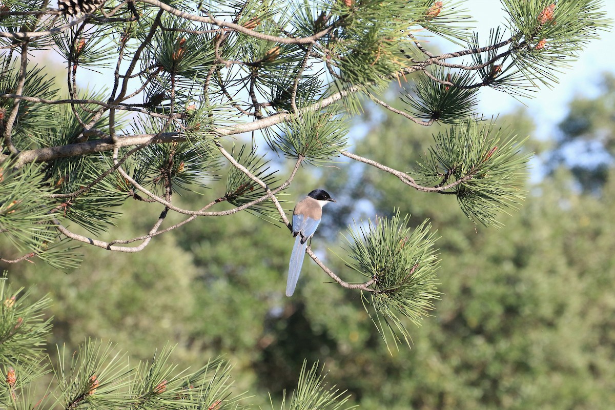 イベリアオナガ - ML645632031