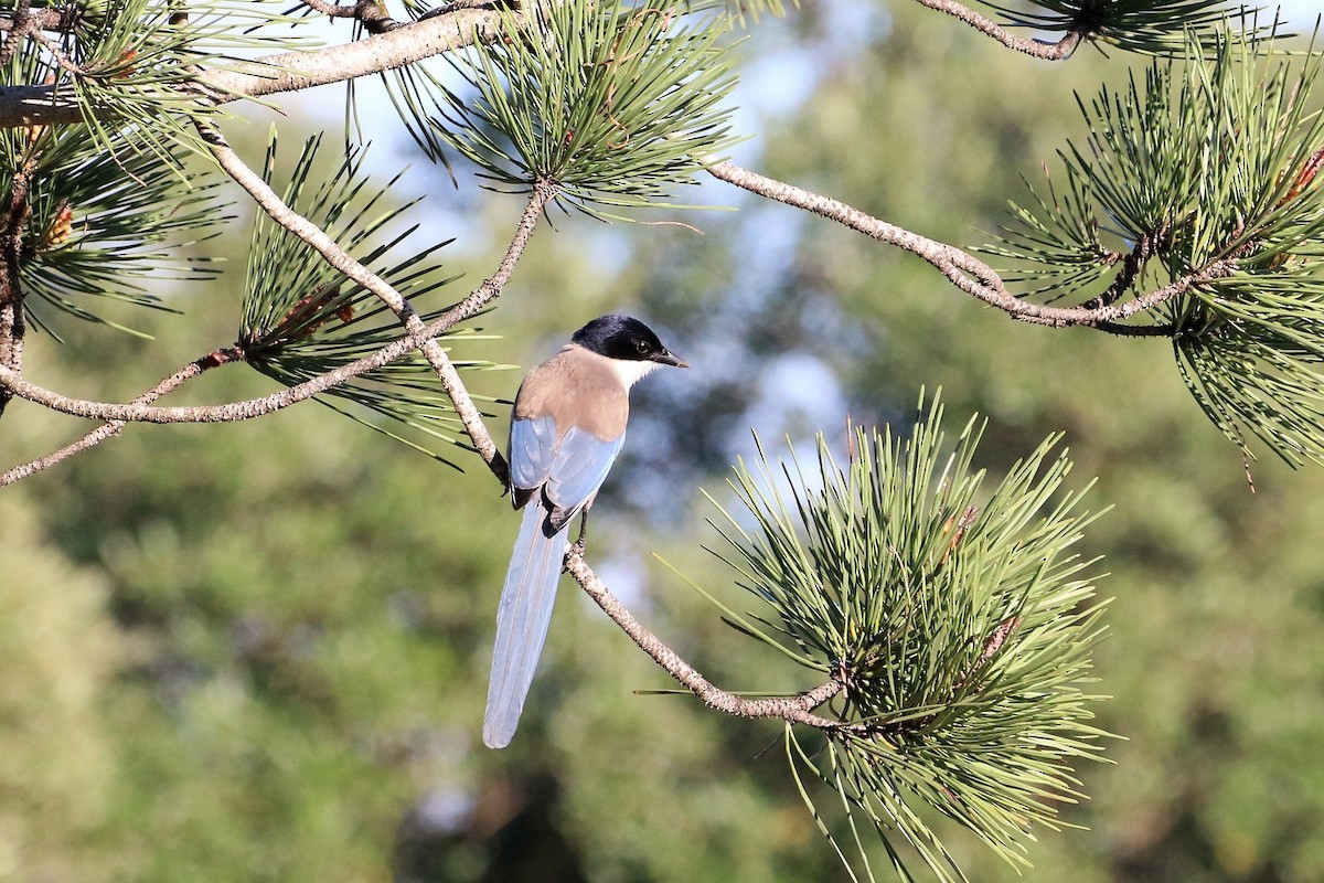 イベリアオナガ - ML645632033