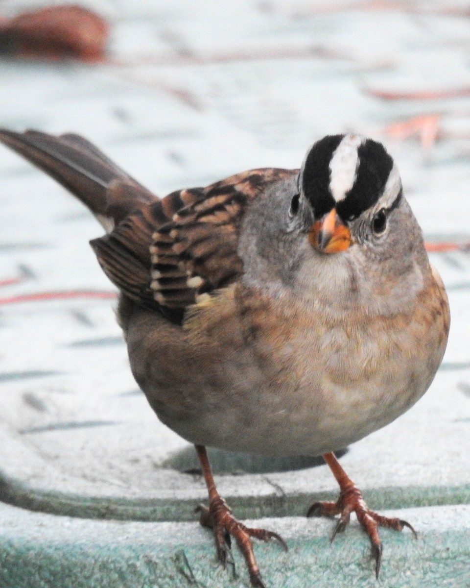 White-crowned Sparrow - ML645632041
