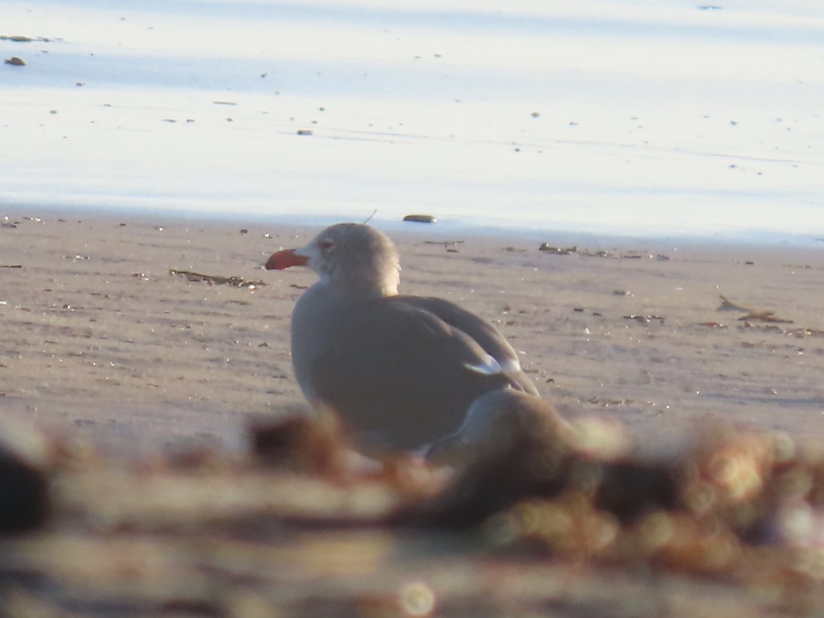 Heermann's Gull - ML645632071