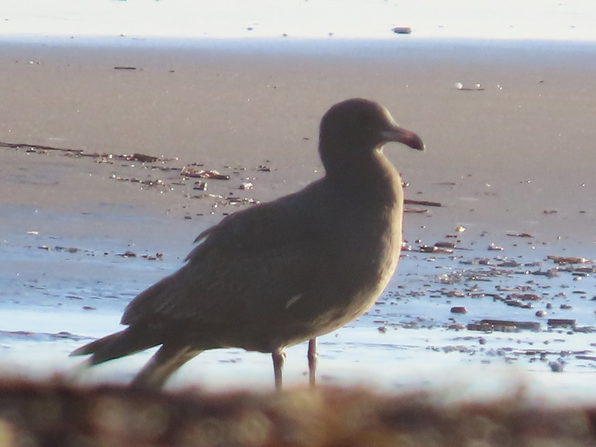 Heermann's Gull - ML645632072
