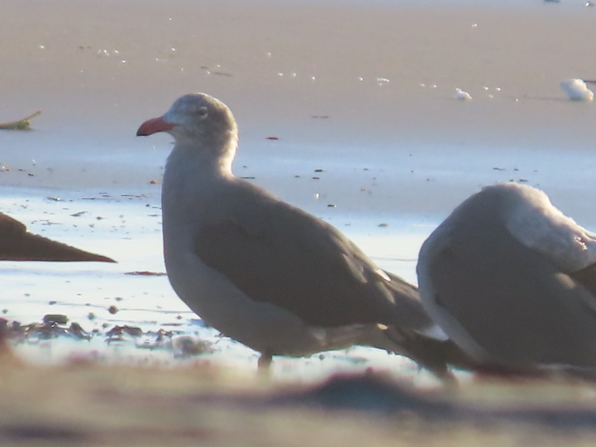 Heermann's Gull - ML645632073