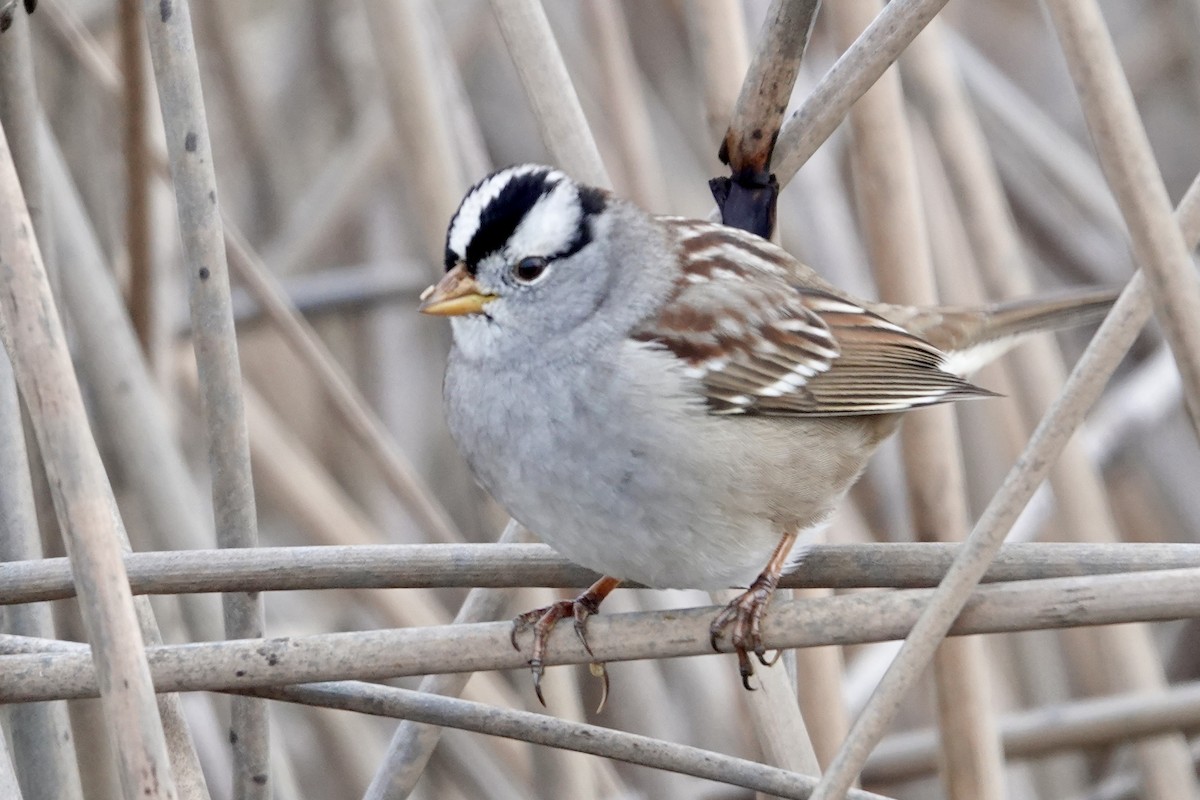 White-crowned Sparrow - ML645632077