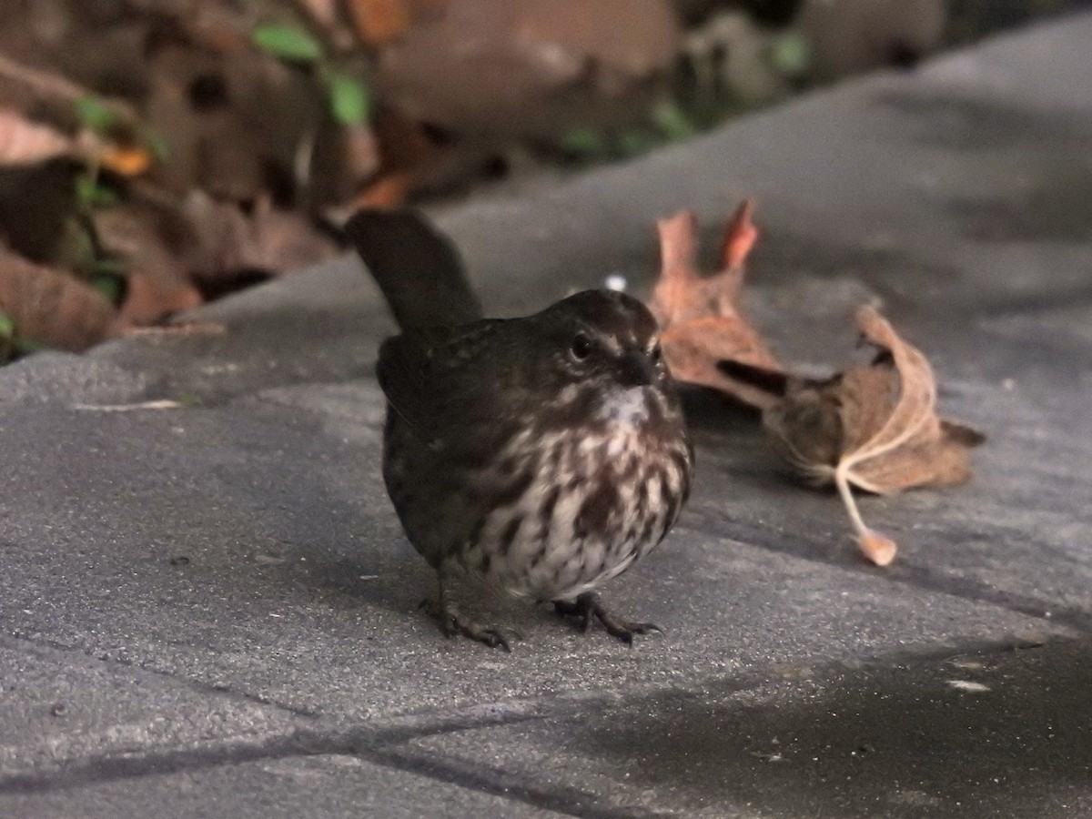 Song Sparrow - ML645632080