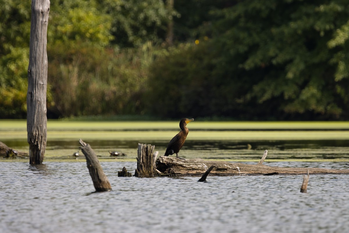 Cormoran à aigrettes - ML645632098