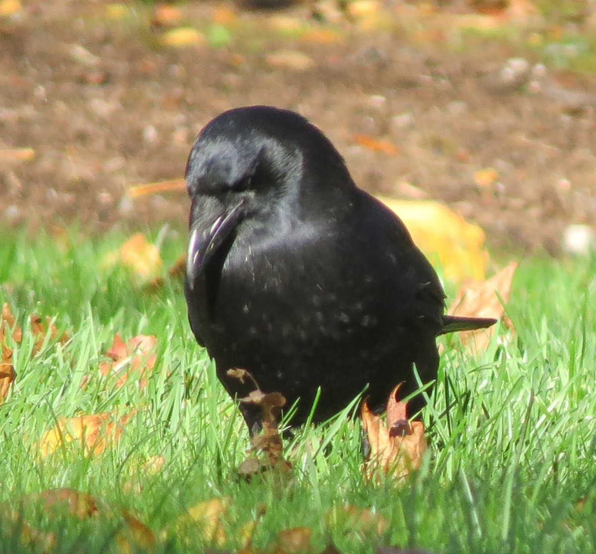 American Crow - ML645632099