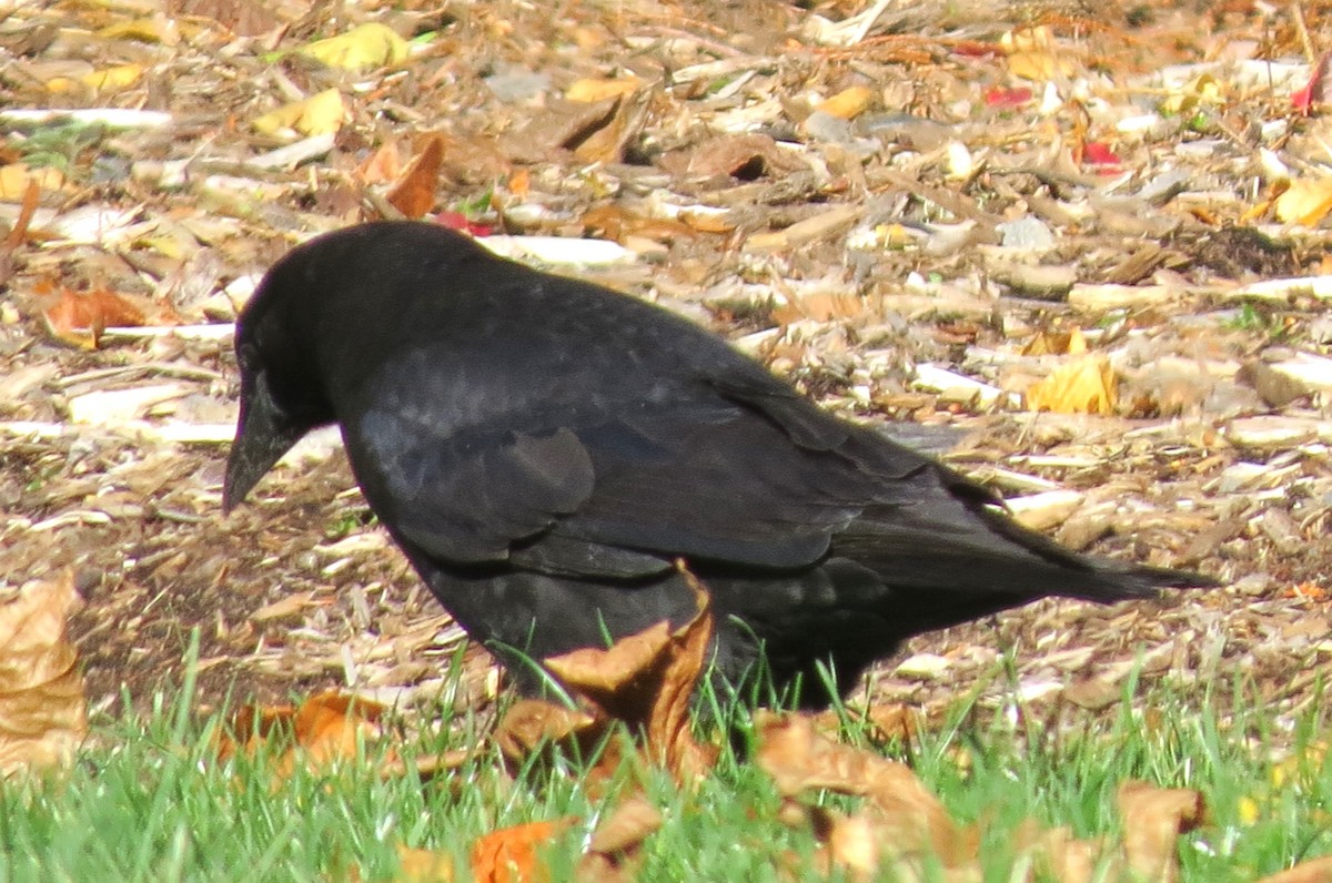 American Crow - ML645632104