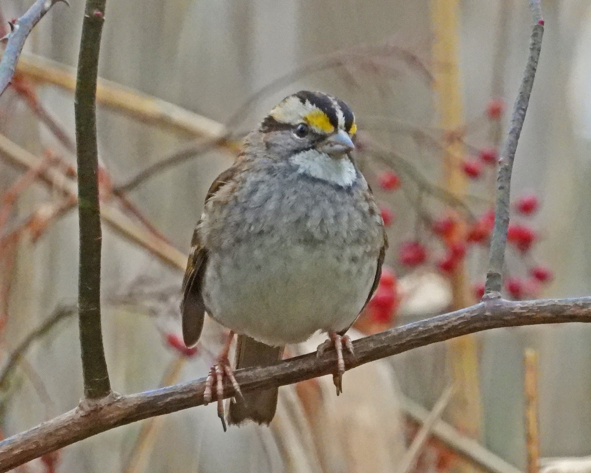 strnadec bělohrdlý - ML645632106