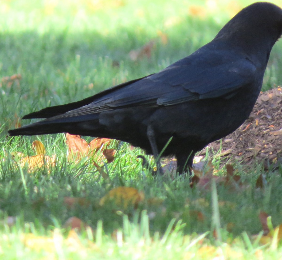 American Crow - ML645632107