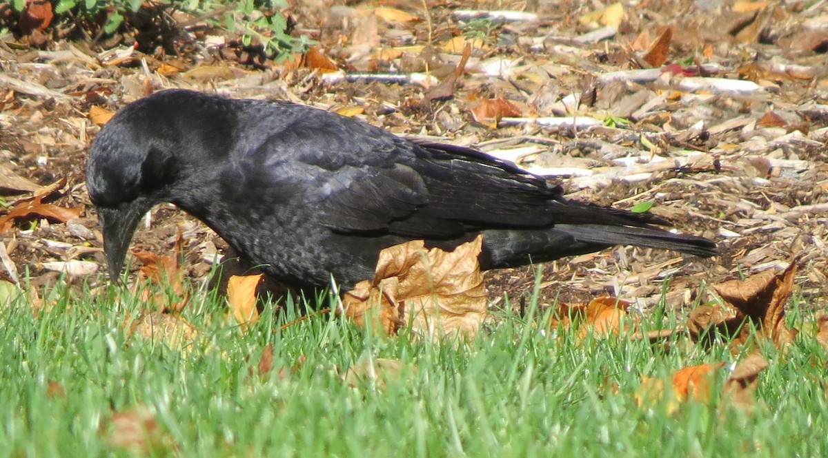 American Crow - ML645632111