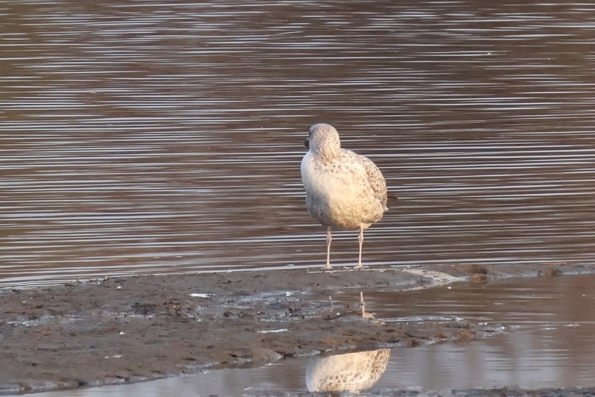 Vega Gull - ML645632113