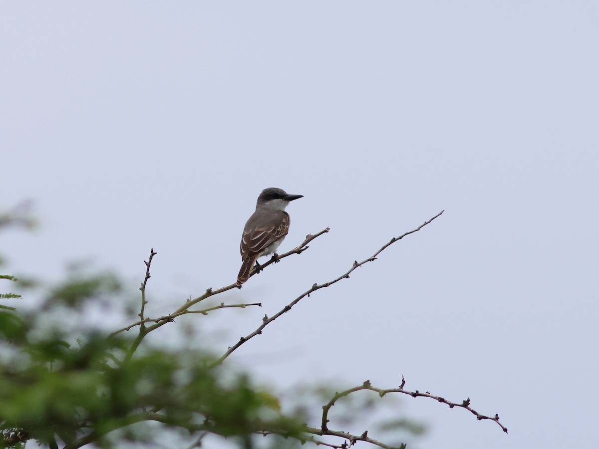 Gray Kingbird - ML645632115