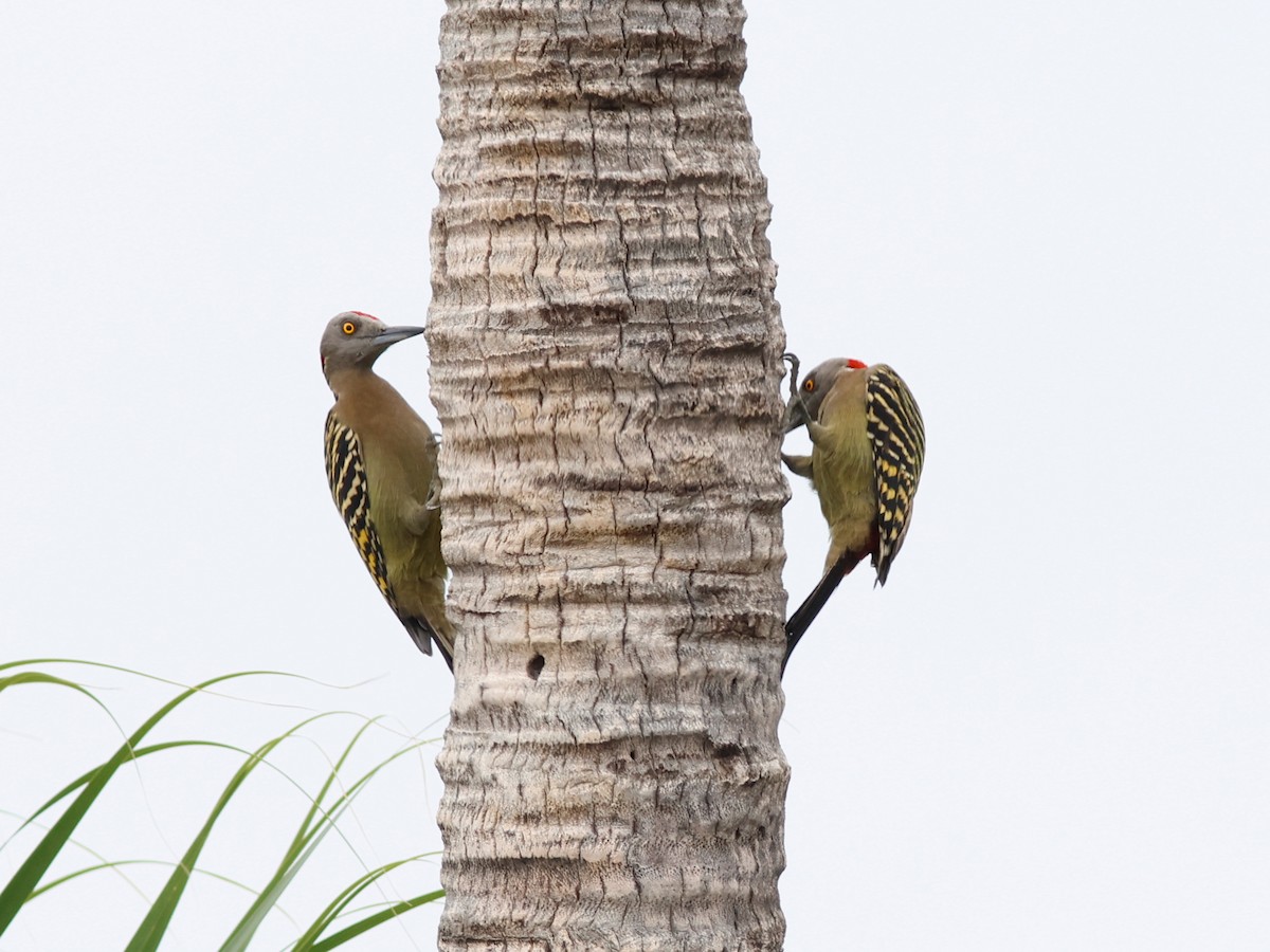 Hispaniolan Woodpecker - ML645632127