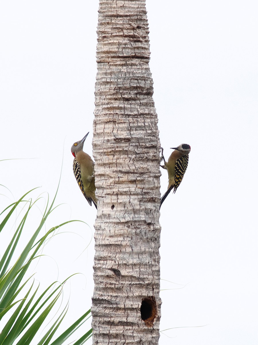 Hispaniolan Woodpecker - ML645632128