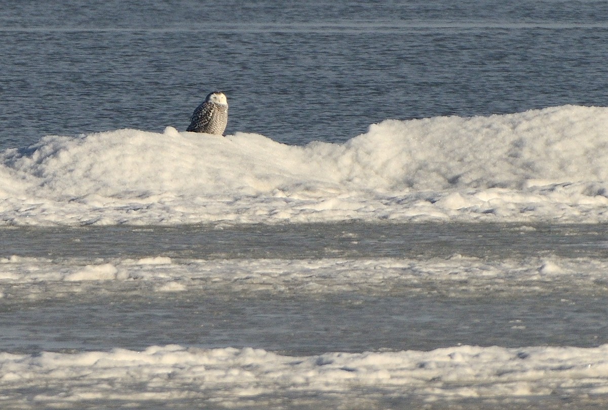 Snowy Owl - ML645632129