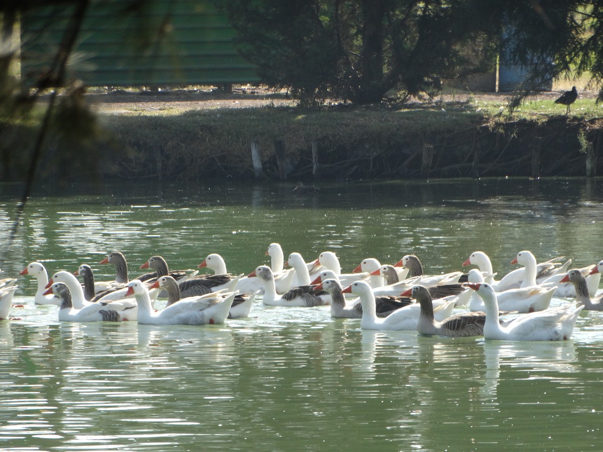 Graylag Goose (Domestic type) - ML645632132