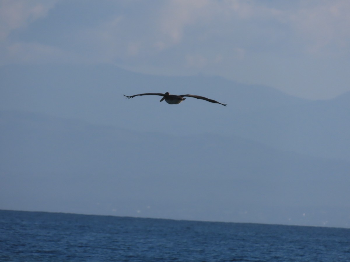 pelikán hnědý (ssp. californicus) - ML645632139
