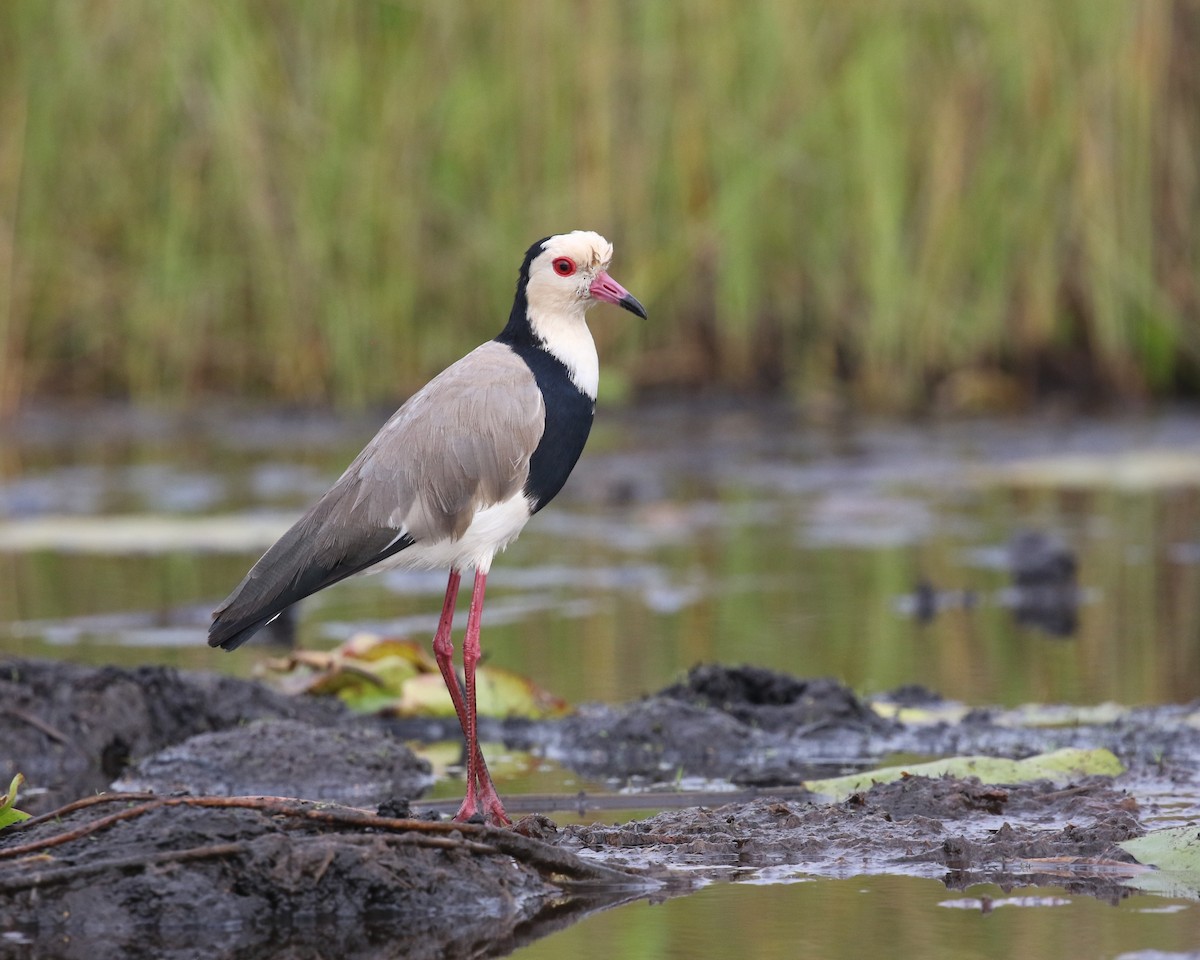 čejka bělohlavá - ML645632140