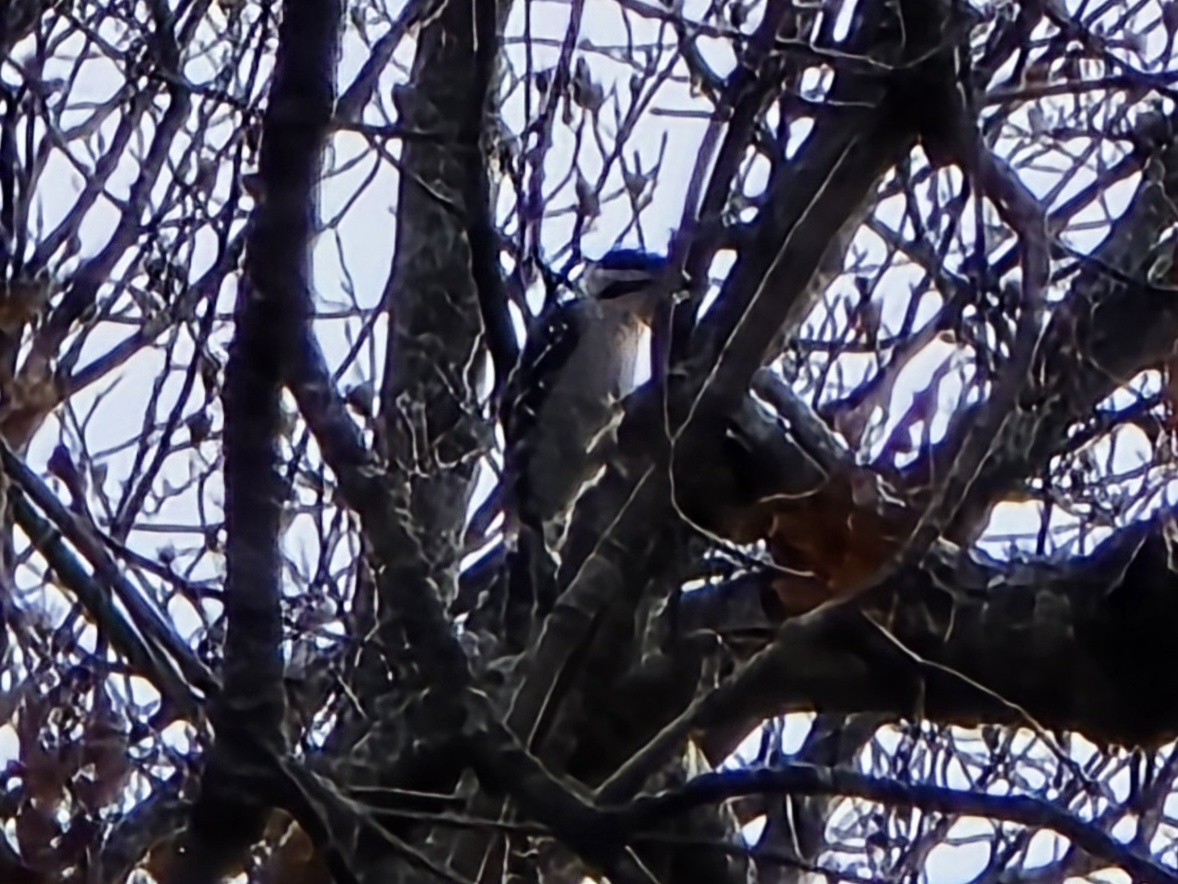 strakapoud osikový - ML645632141