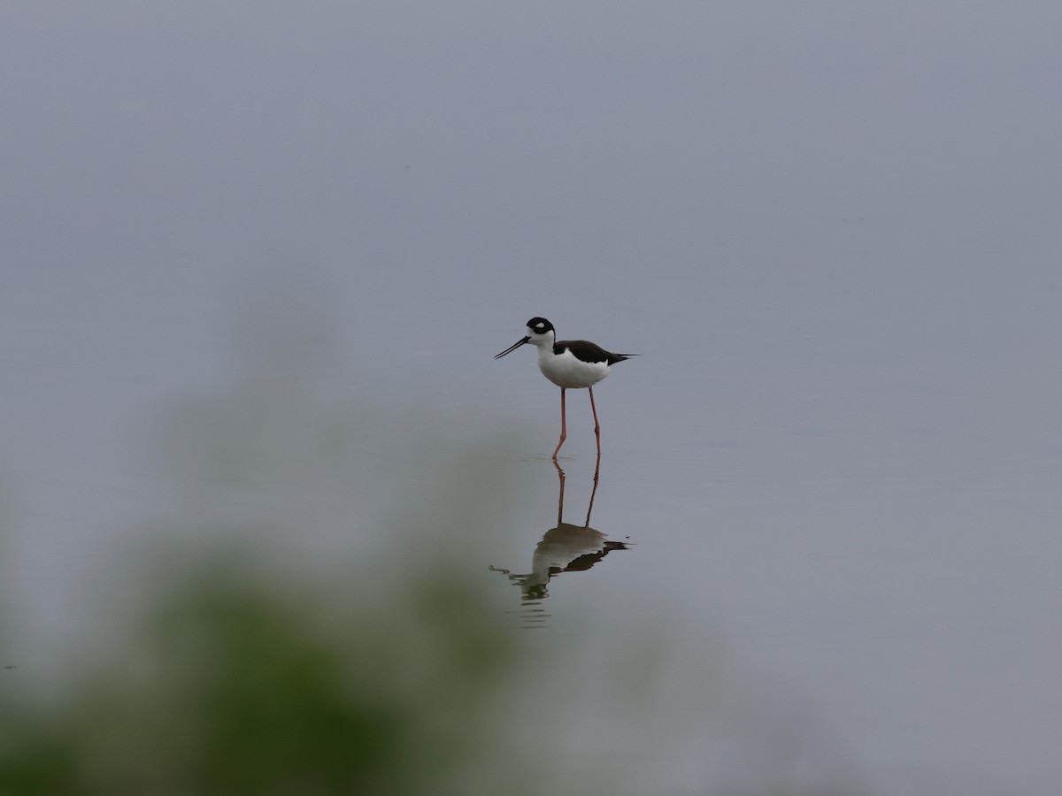 pisila černokrká - ML645632142