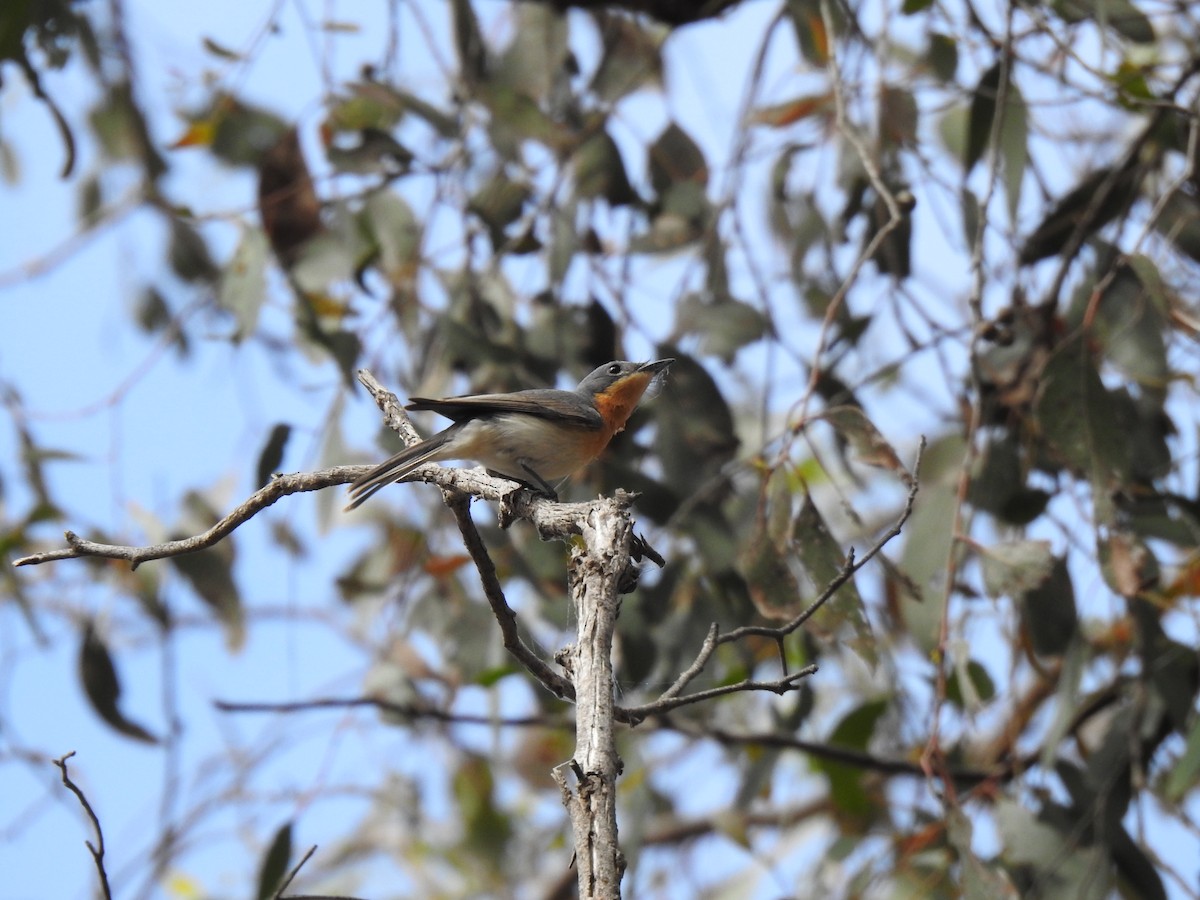 Leaden Flycatcher - ML645632143