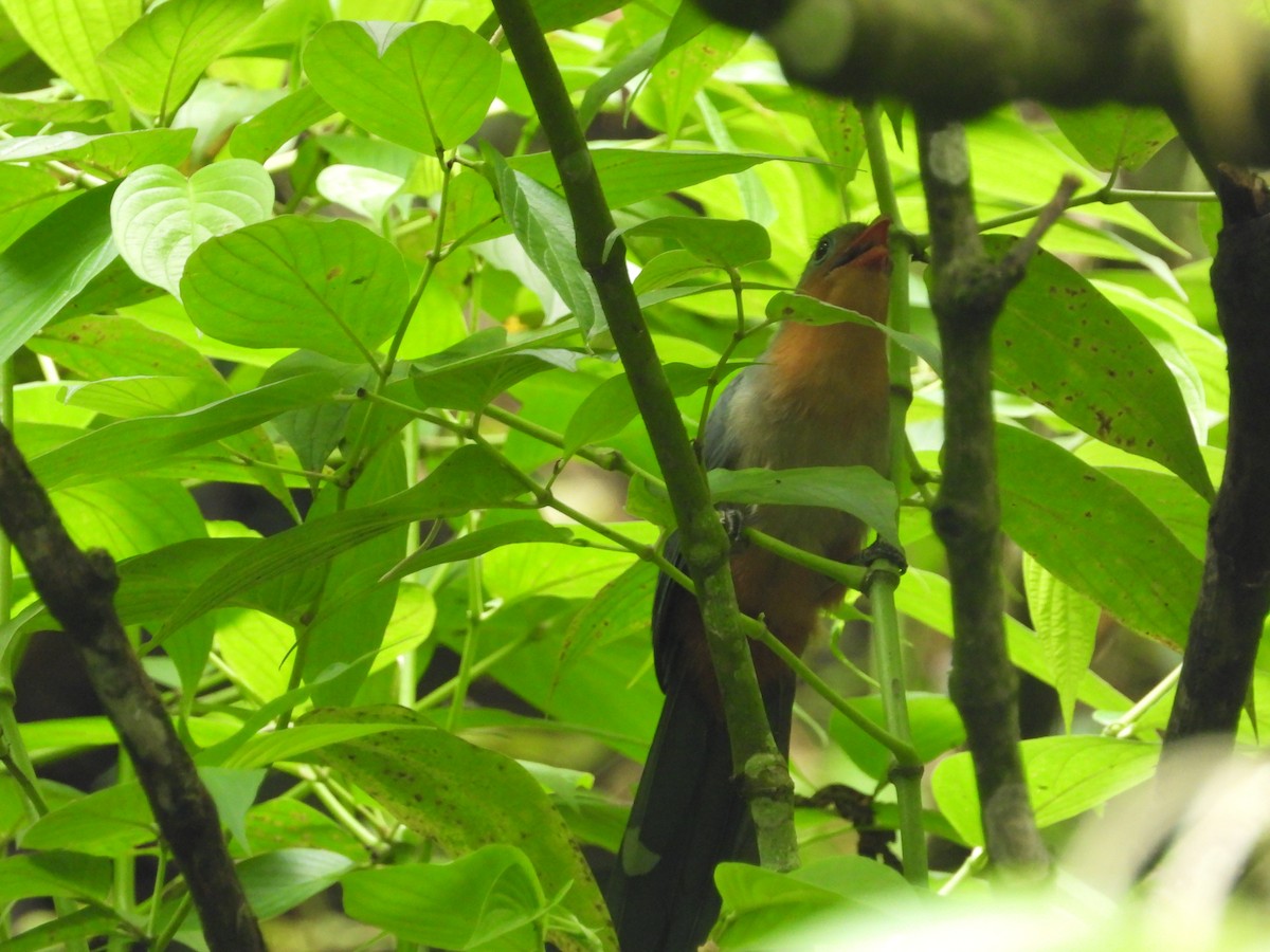 kukačka červenozobá - ML645632144