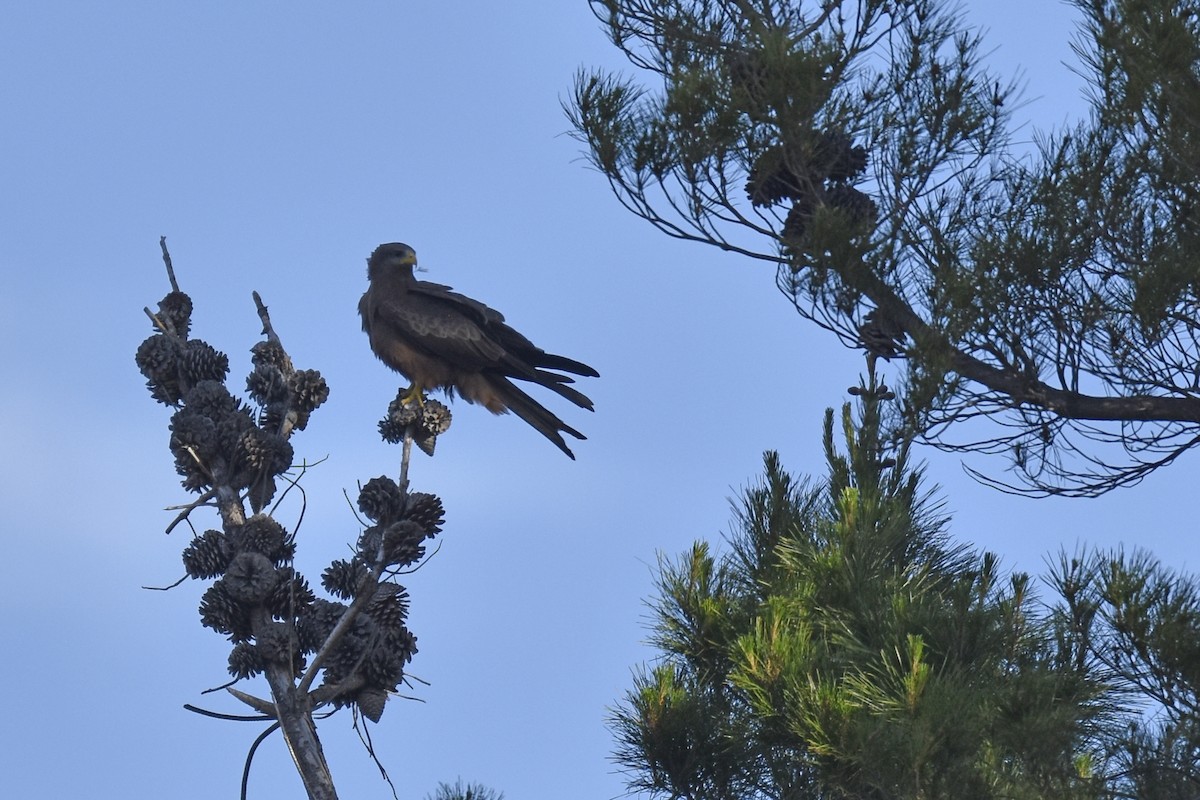 luňák hnědý (ssp. aegyptius/parasitus) - ML645632146