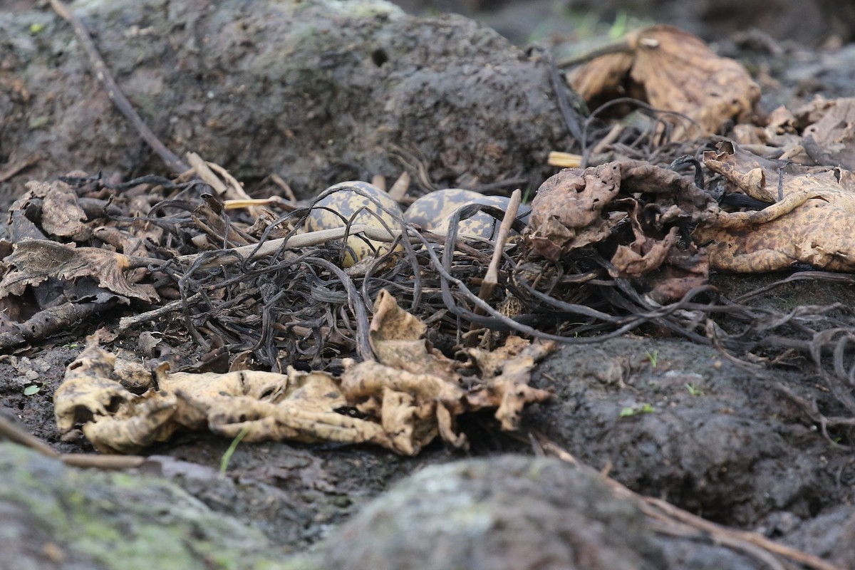 čejka bělohlavá - ML645632150