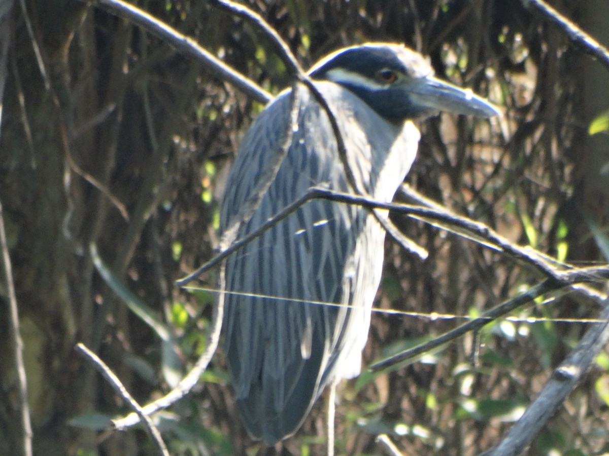 kvakoš žlutočelý - ML645632152